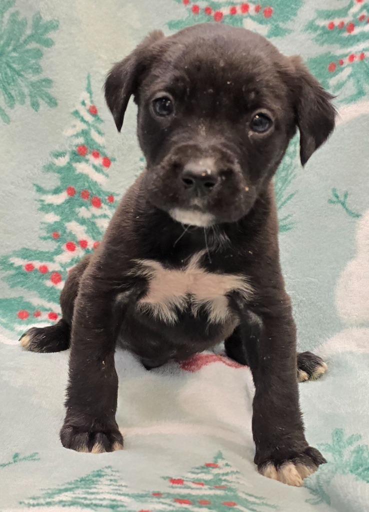 Killian, a Adoptable mixed breed in Murphysboro, IL image 1/2