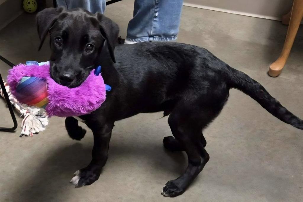 Killian, Adoptable, Puppy Male Husky & Mixed Breed.