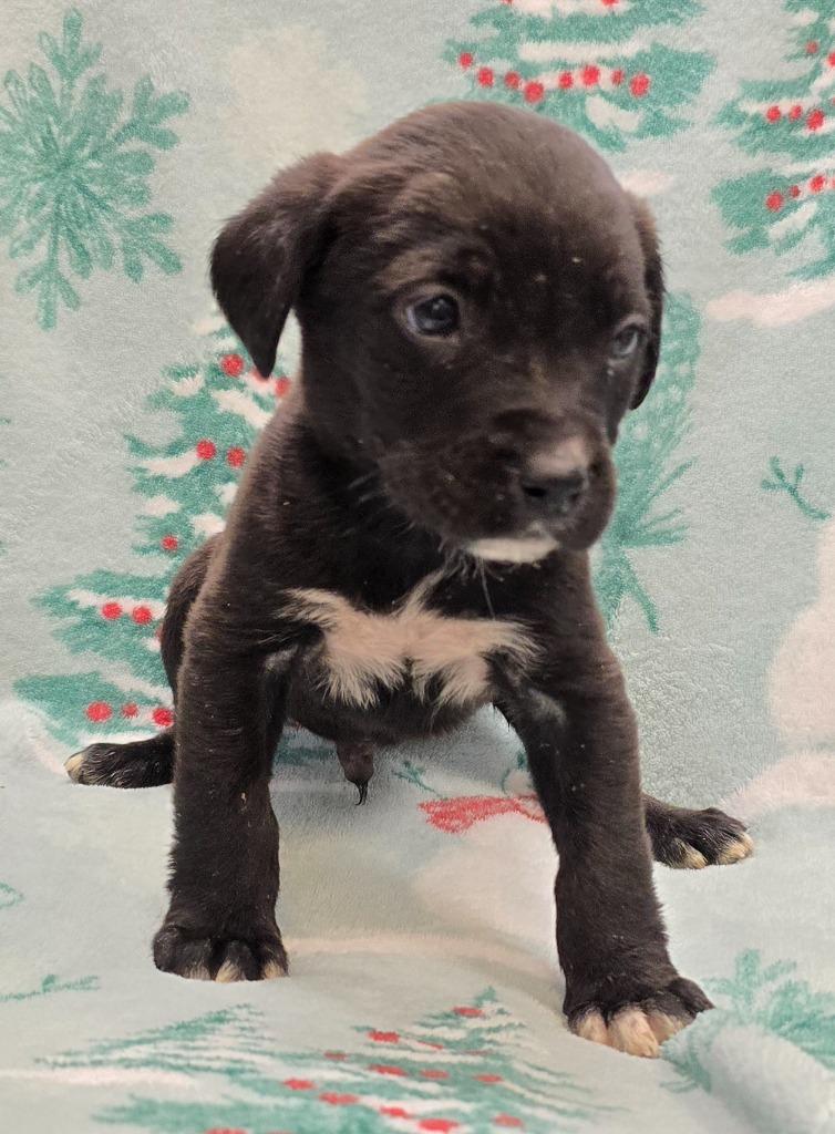 Killian, a Adoptable mixed breed in Murphysboro, IL image 2/2