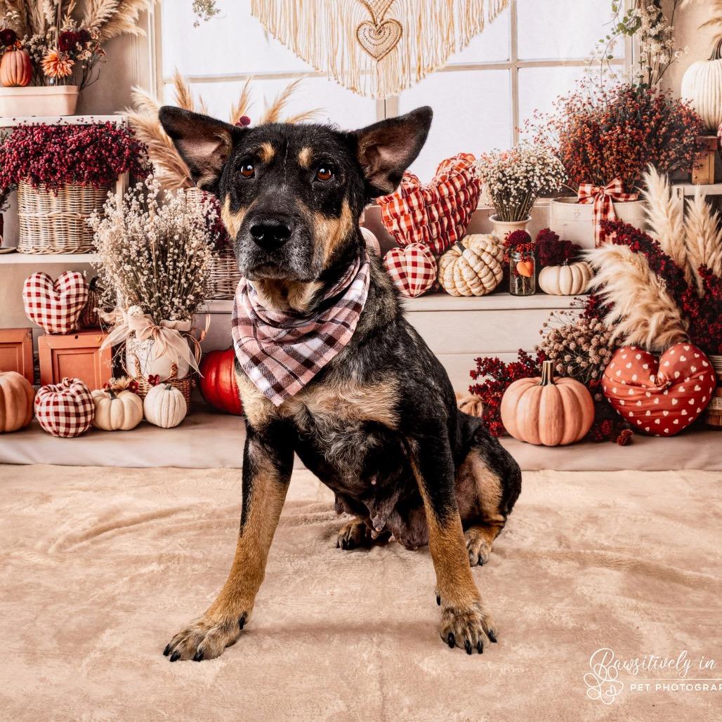 Cleopatra, adopted, Adult Female Australian Cattle Dog / Blue Heeler.