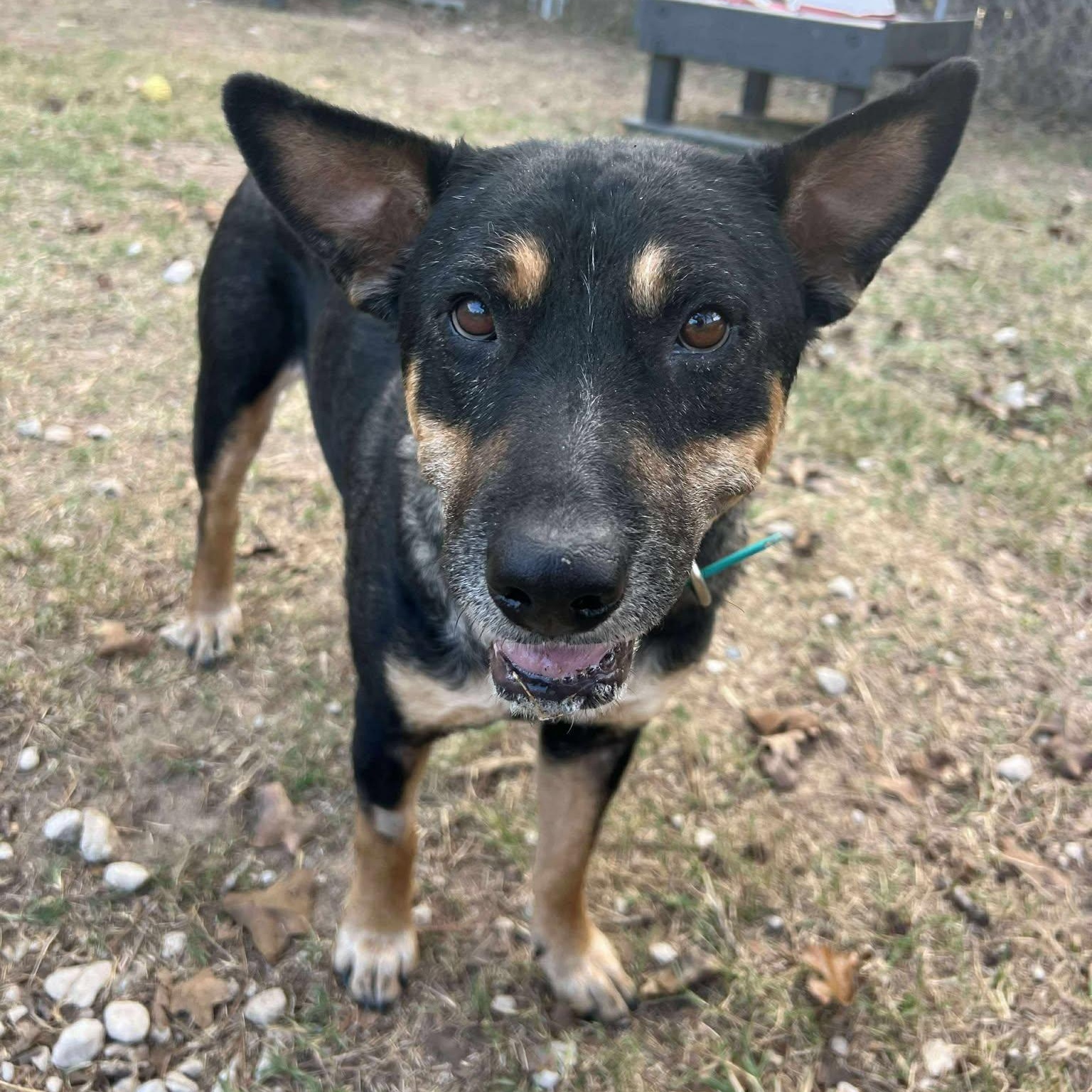Enlarge Cleopatra, an adopted mixed breed in Spring, TX image 4/5