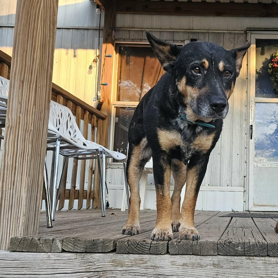 Enlarge Cleopatra, an adopted mixed breed in Spring, TX image 5/5