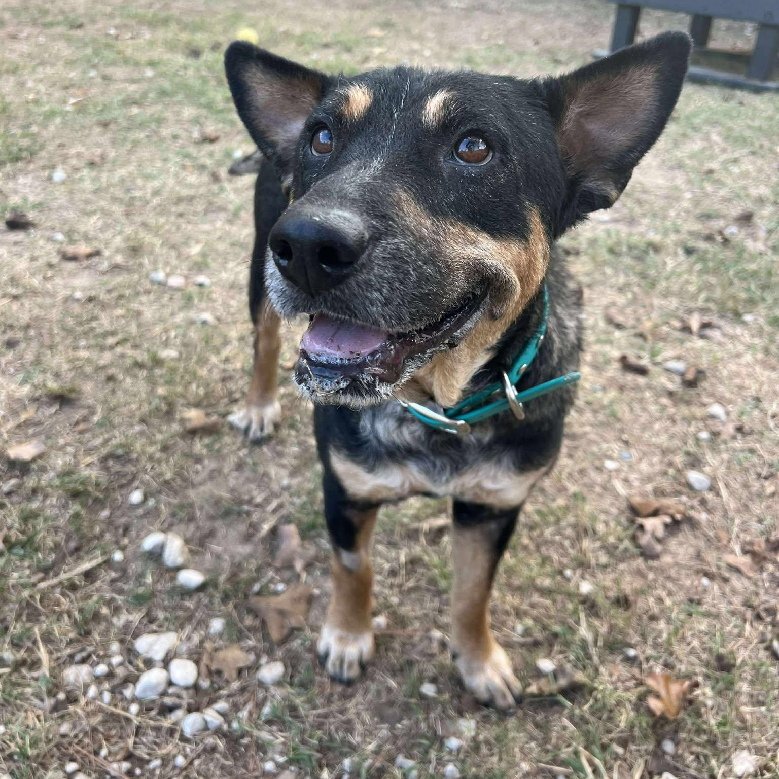 Enlarge Cleopatra, an adopted mixed breed in Spring, TX image 2/5