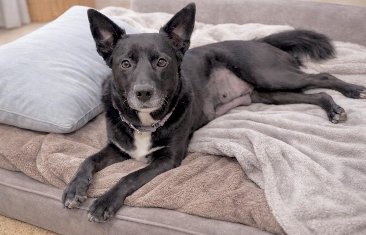 Georgia, Adoptable, Adult Female Black Labrador Retriever & Border Collie.