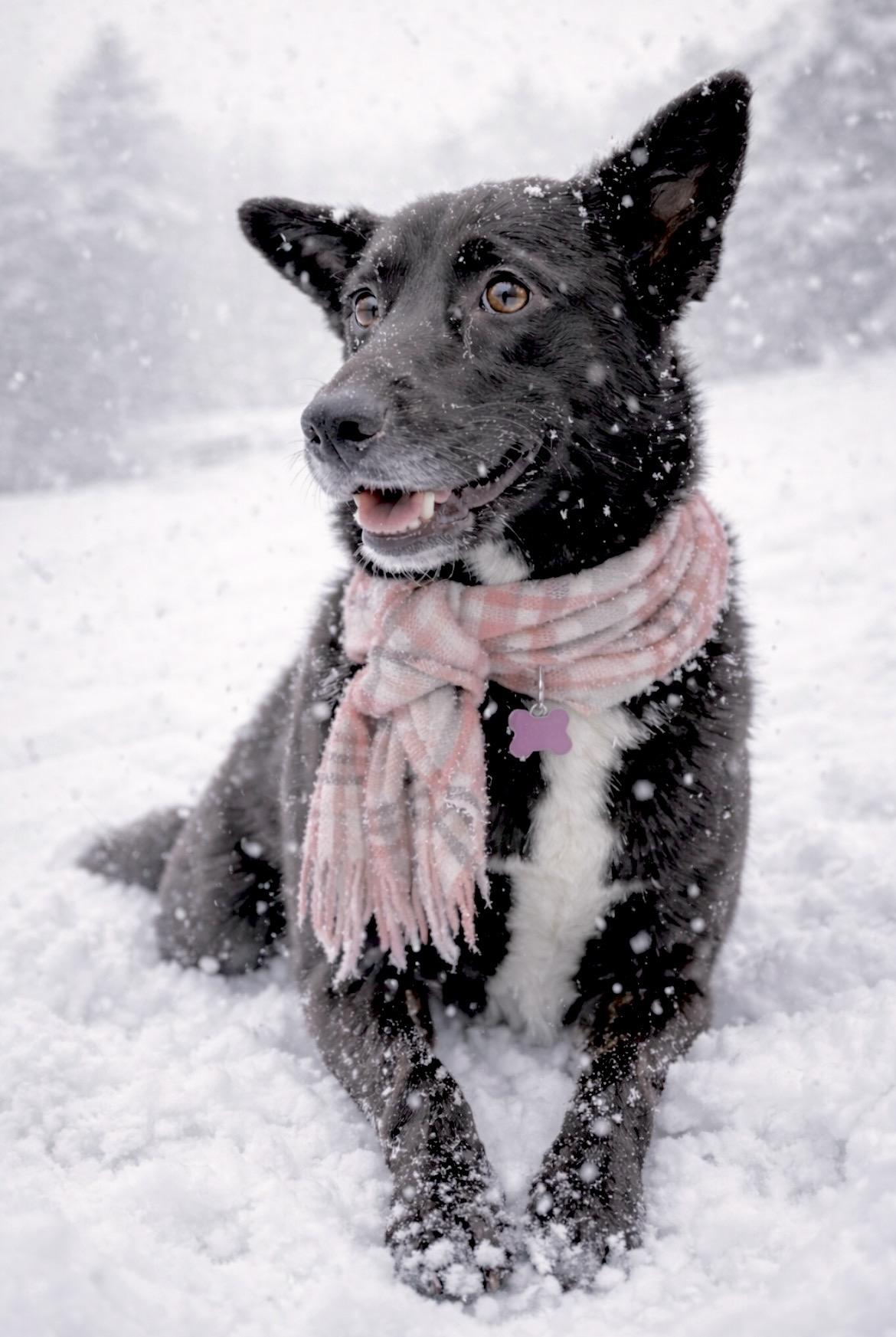 Enlarge Georgia, a Adoptable mixed breed in Millington, MD image 4/6