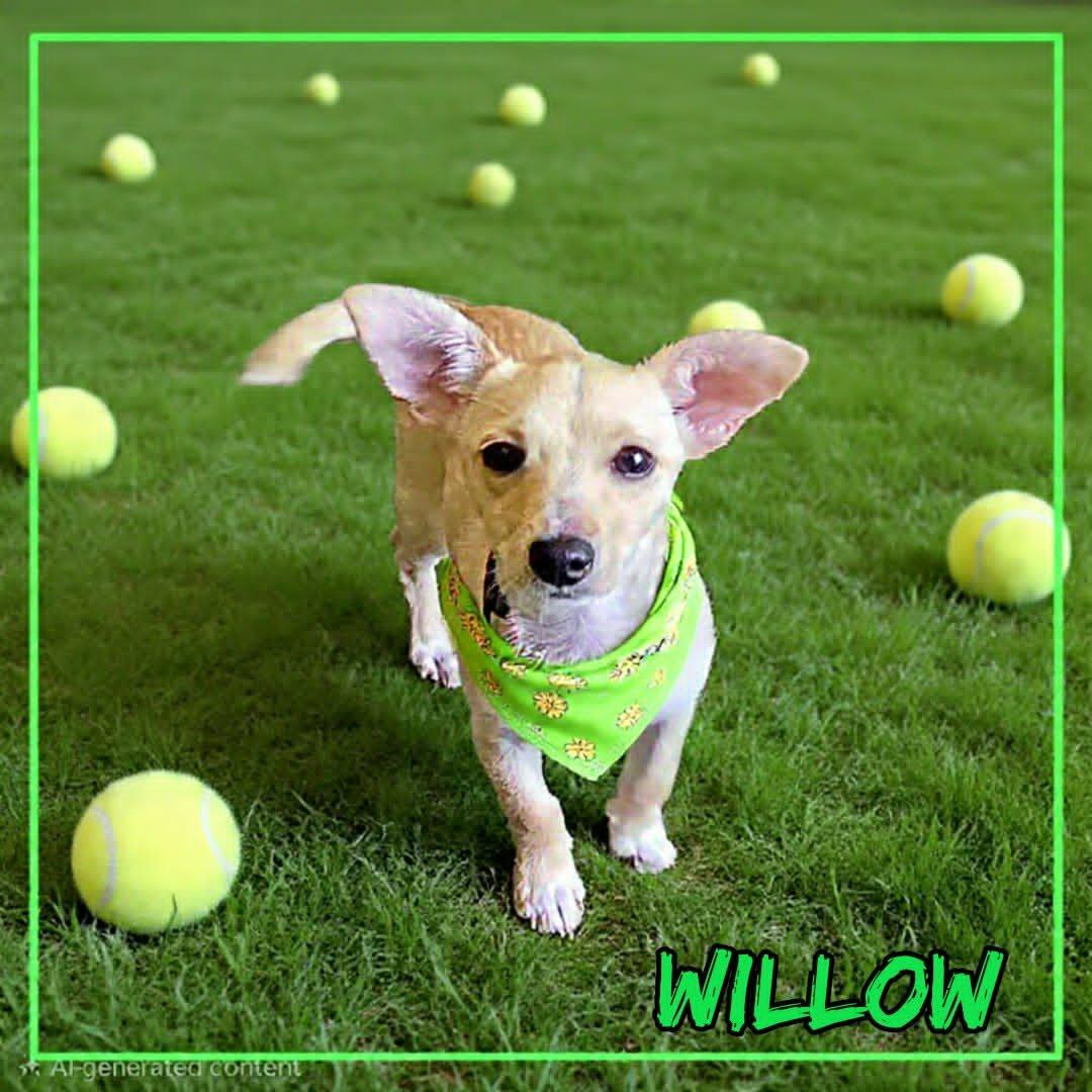 Willow, a ADOPTABLE mixed breed in Grove, OK image 3/4