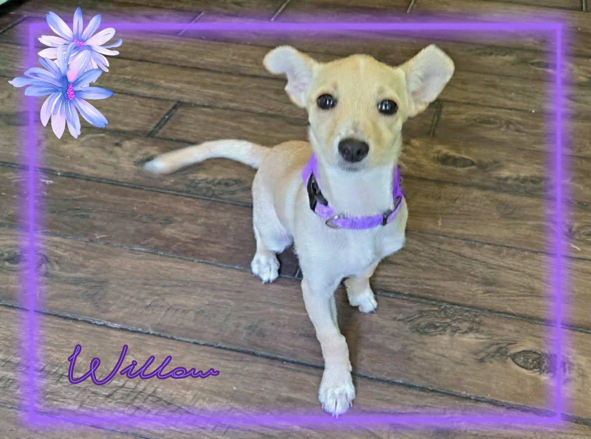Willow, a ADOPTABLE mixed breed in Grove, OK image 4/4