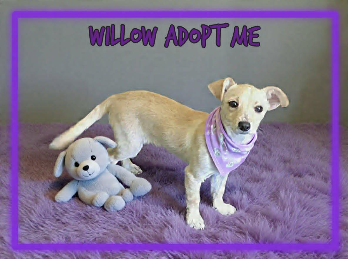 Willow, a ADOPTABLE mixed breed in Grove, OK image 2/4