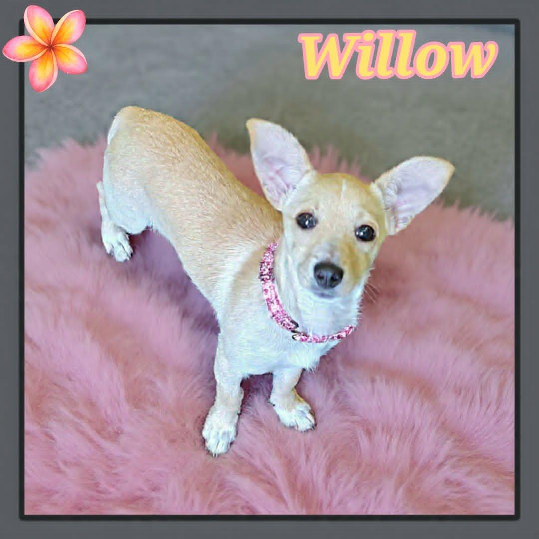 Willow, a ADOPTABLE mixed breed in Grove, OK image 1/4