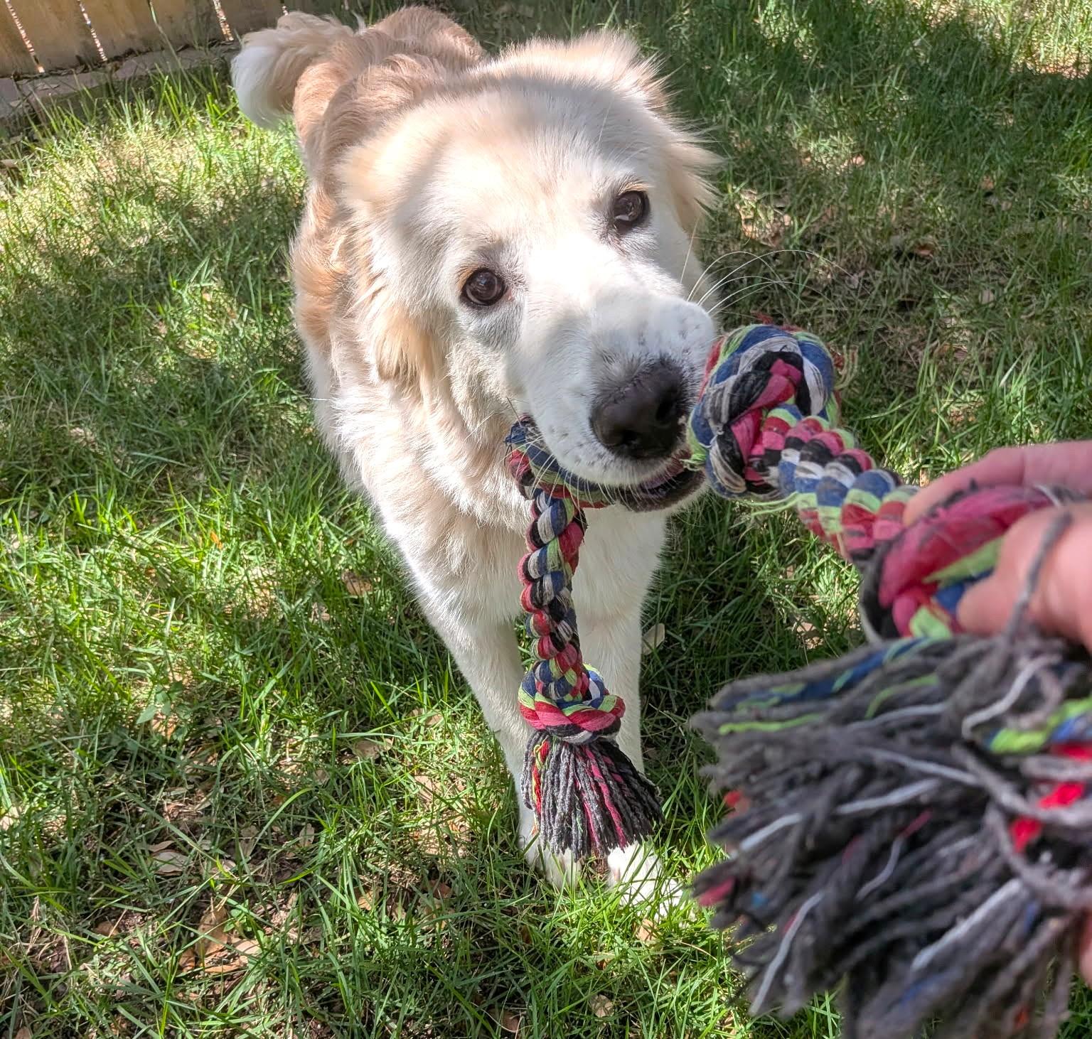 Enlarge Rowan SAT, a Adoptable mixed breed in Saint Jo, TX image 2/6