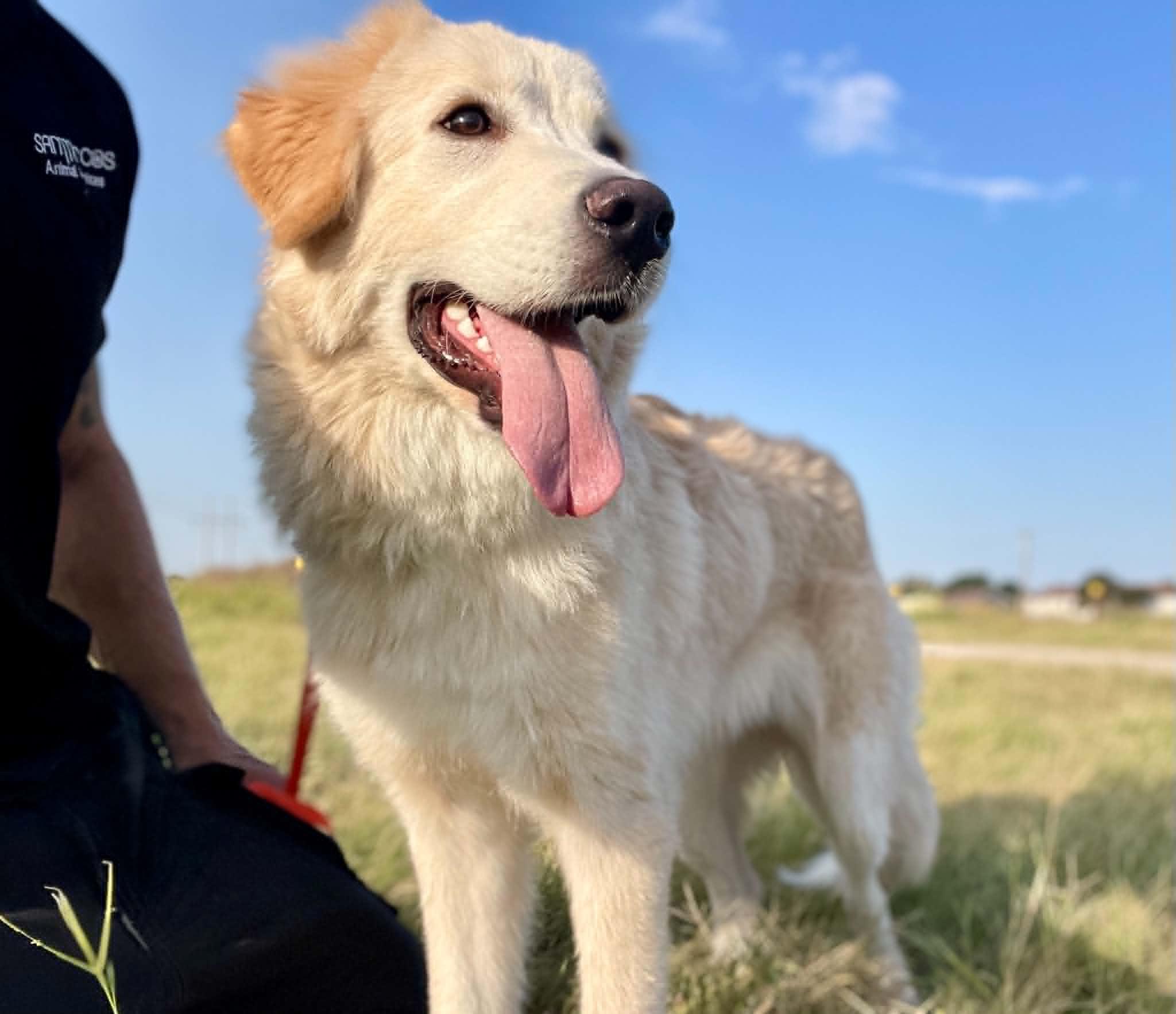 Enlarge Rowan SAT, a Adoptable mixed breed in Saint Jo, TX image 3/6