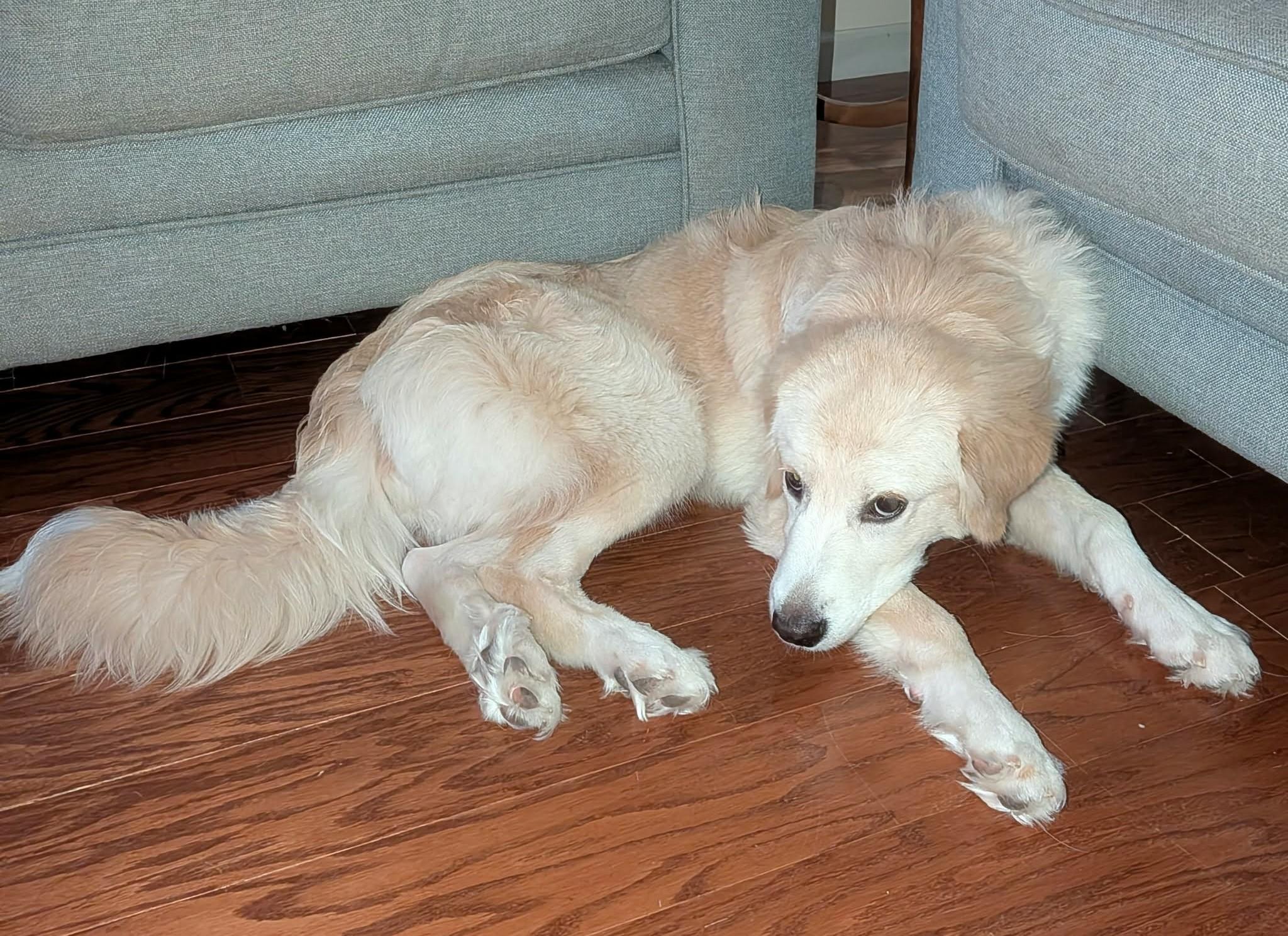 Enlarge Rowan SAT, a Adoptable mixed breed in Saint Jo, TX image 4/6