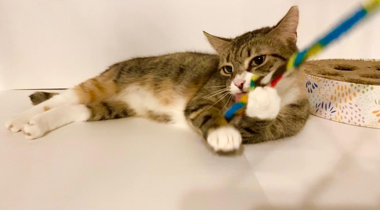 Enlarge Pepper, a Adoptable Domestic Short Hair in Hamburg, NJ image 3/5