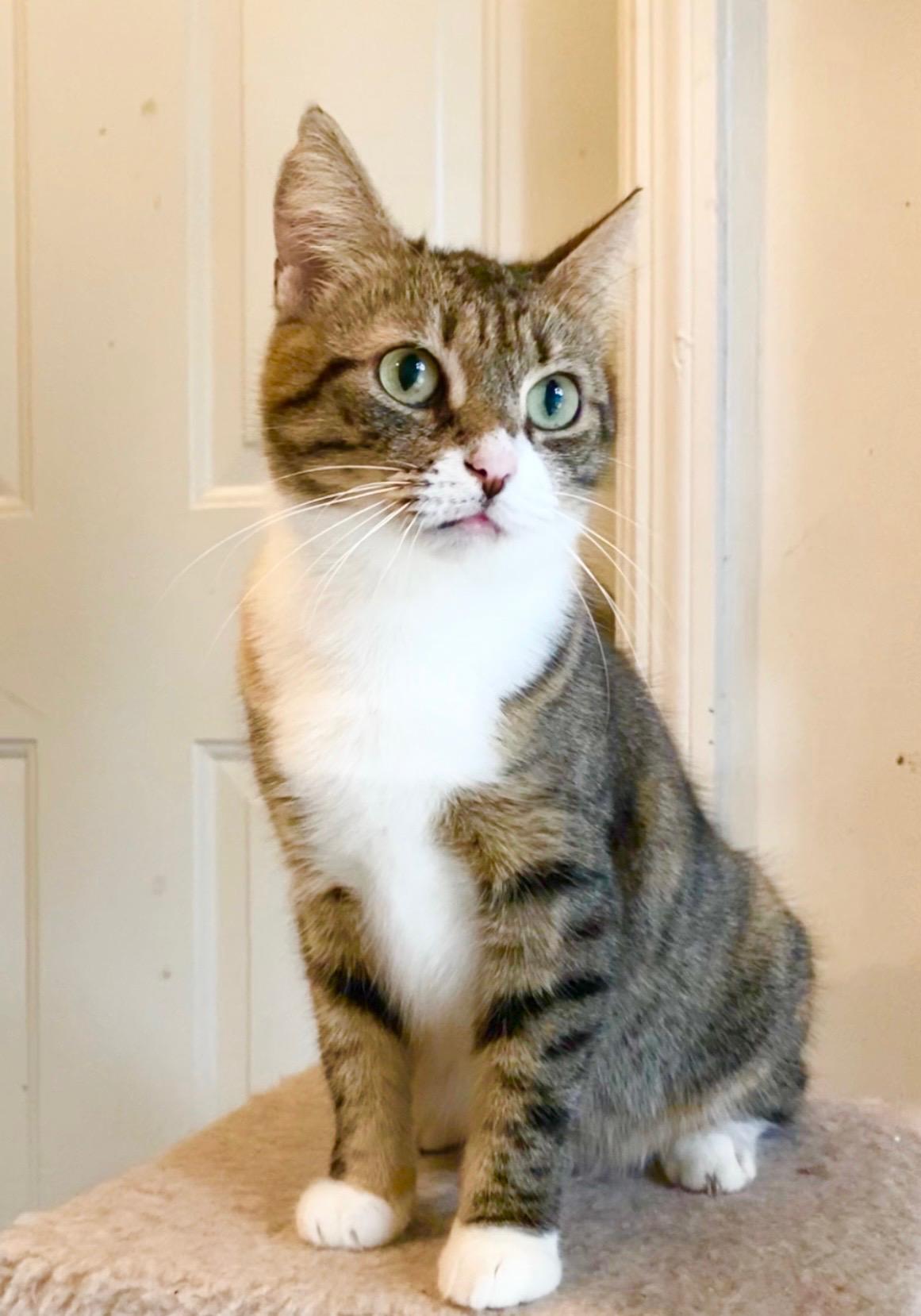 Enlarge Pepper, a Adoptable Domestic Short Hair in Hamburg, NJ image 4/5