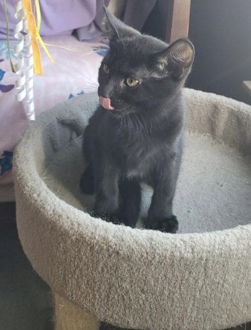 Felix, Adopted, Kitten Male Domestic Short Hair.