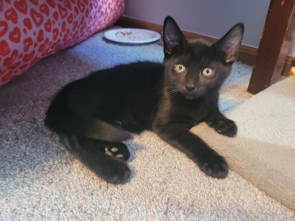 Felix, a Adopted Domestic Short Hair in Dublin, OH image 2/3