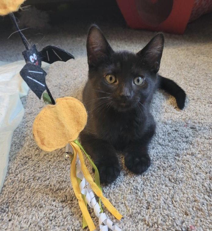 Felix, a Adopted Domestic Short Hair in Dublin, OH image 3/3