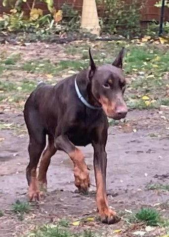 Arthur, Adoptable, Adult Male Doberman Pinscher.