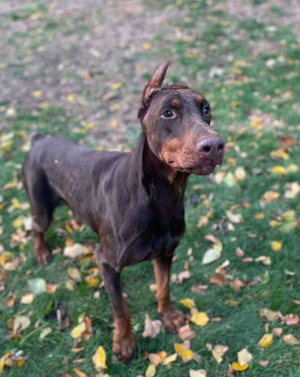Arthur, a Adoptable Doberman Pinscher in Rochester, NY image 2/3