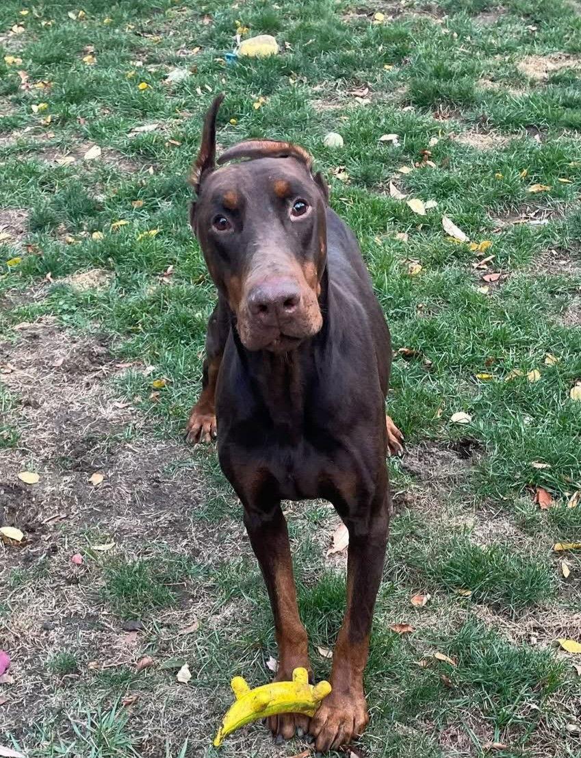 Arthur, a Adoptable Doberman Pinscher in Rochester, NY image 3/3