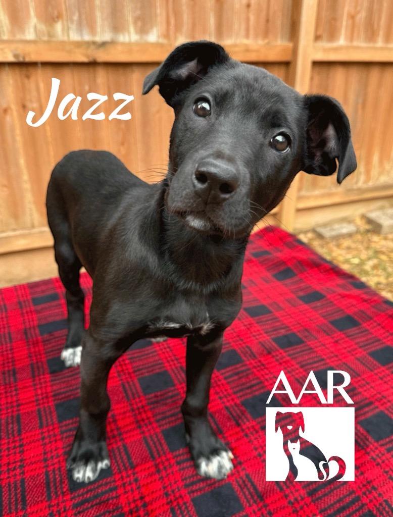 Enlarge Jazz, a Adoptable mixed breed in Magnolia, TX image 1/4