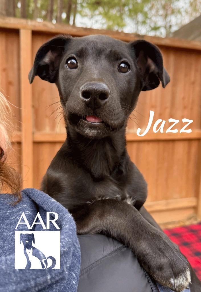 Enlarge Jazz, a Adoptable mixed breed in Magnolia, TX image 2/4