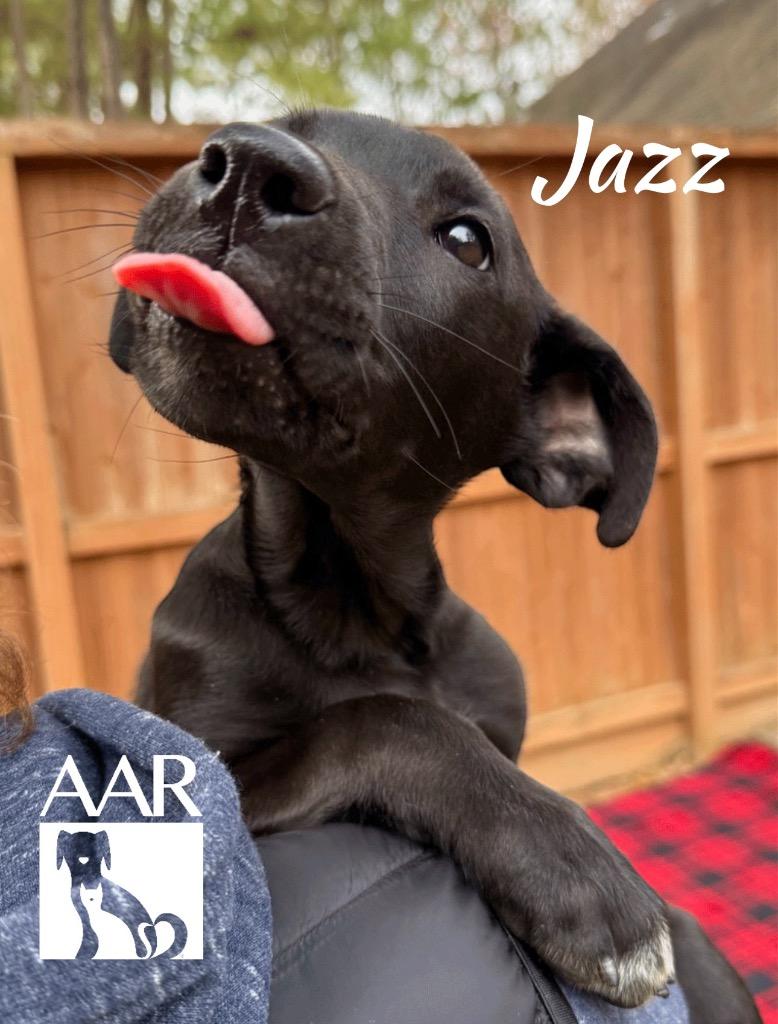 Enlarge Jazz, a Adoptable mixed breed in Magnolia, TX image 4/4