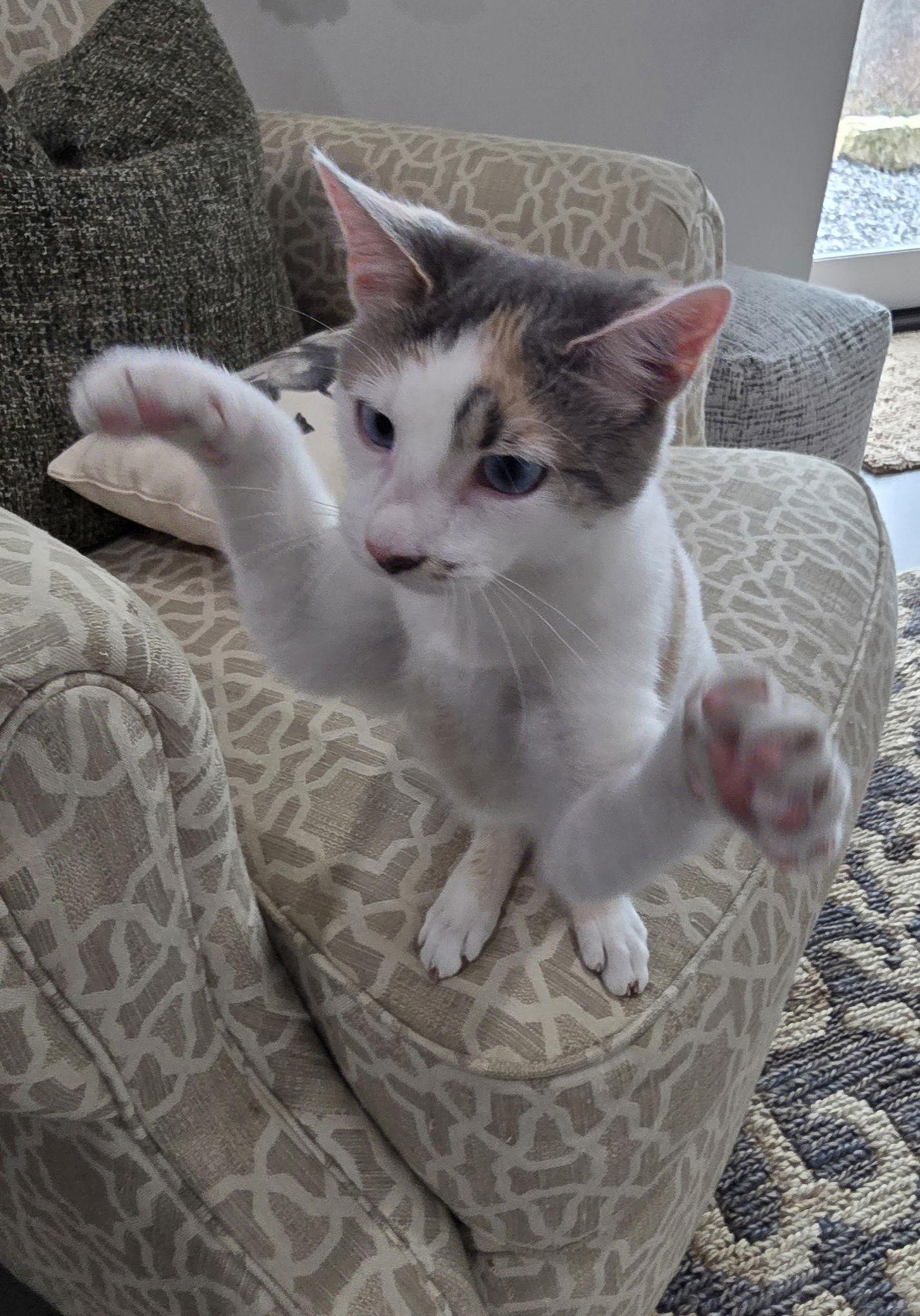 Emmylou, a Adoptable Domestic Short Hair in Maggie Valley, NC image 1/3