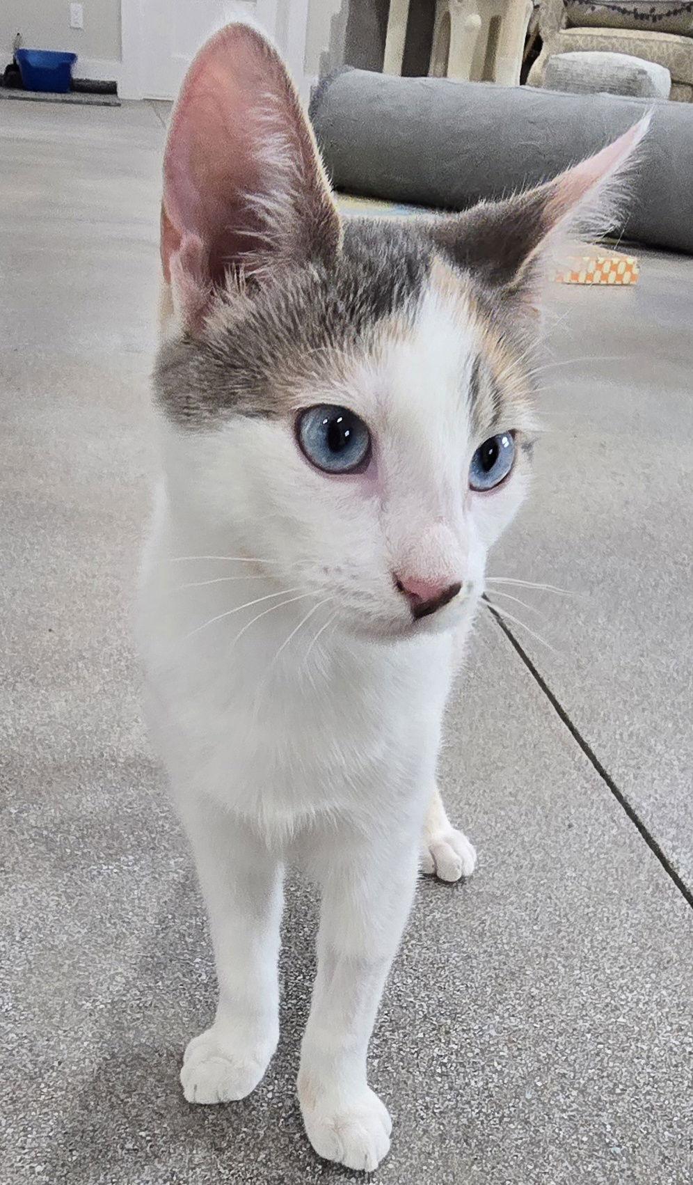 Emmylou, a Adoptable Domestic Short Hair in Maggie Valley, NC image 2/3
