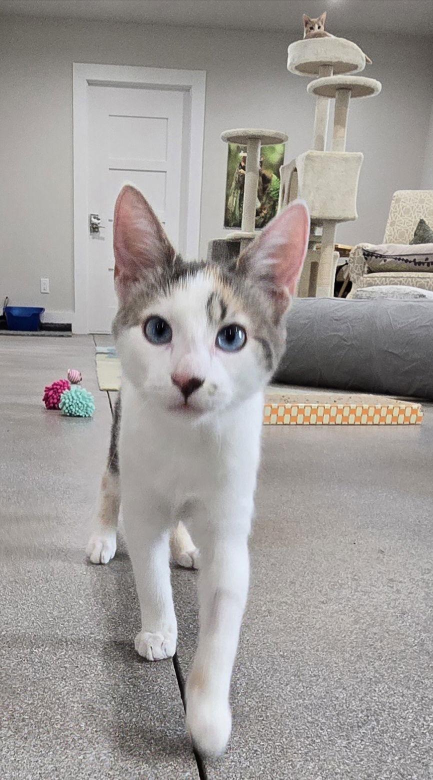 Emmylou, a Adoptable Domestic Short Hair in Maggie Valley, NC image 3/3