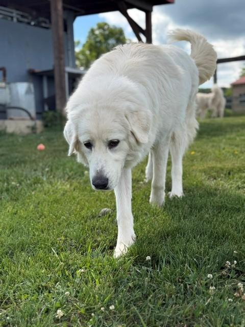 Luna, adopted, Young Female Great Pyrenees & Maremma Sheepdog.