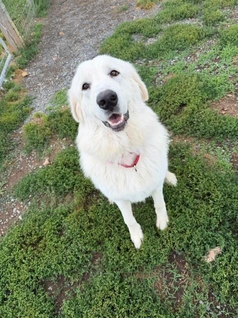 Luna, an adopted mixed breed in Augusta, WV image 2/3