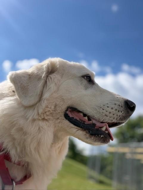 Luna, an adopted mixed breed in Augusta, WV image 3/3
