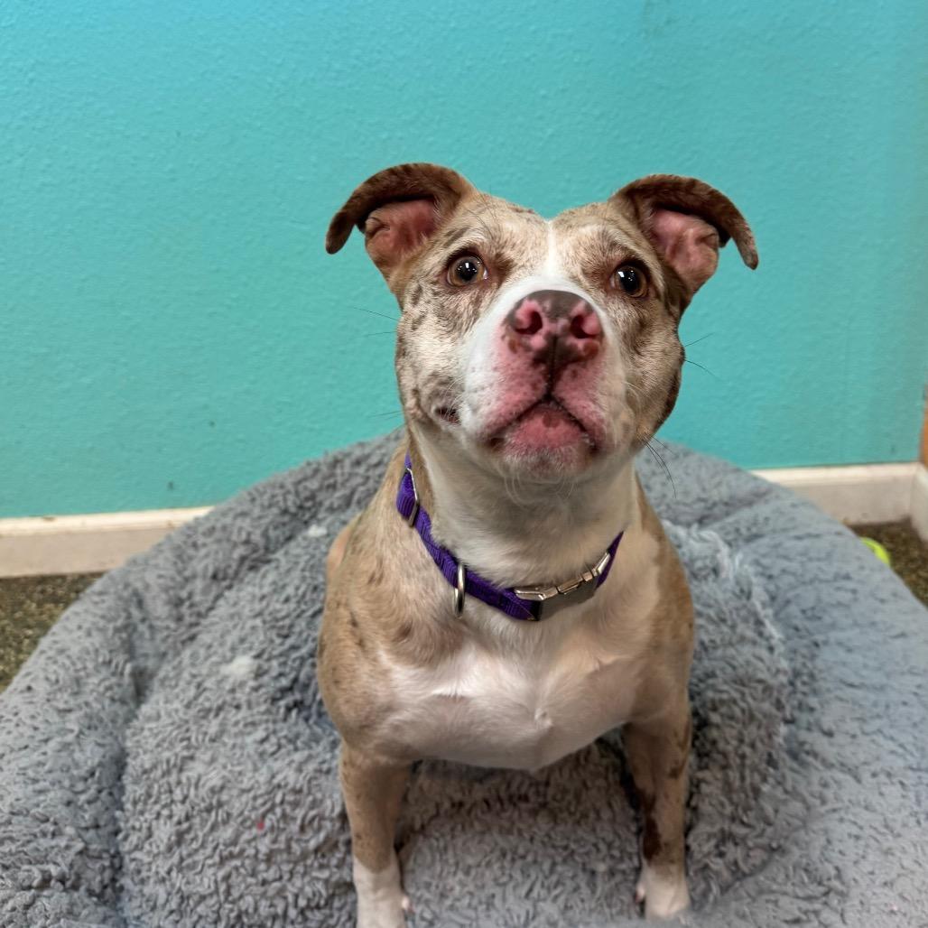 Enlarge Lulu, a Adoptable Pit Bull Terrier in Fresno, CA image 1/5