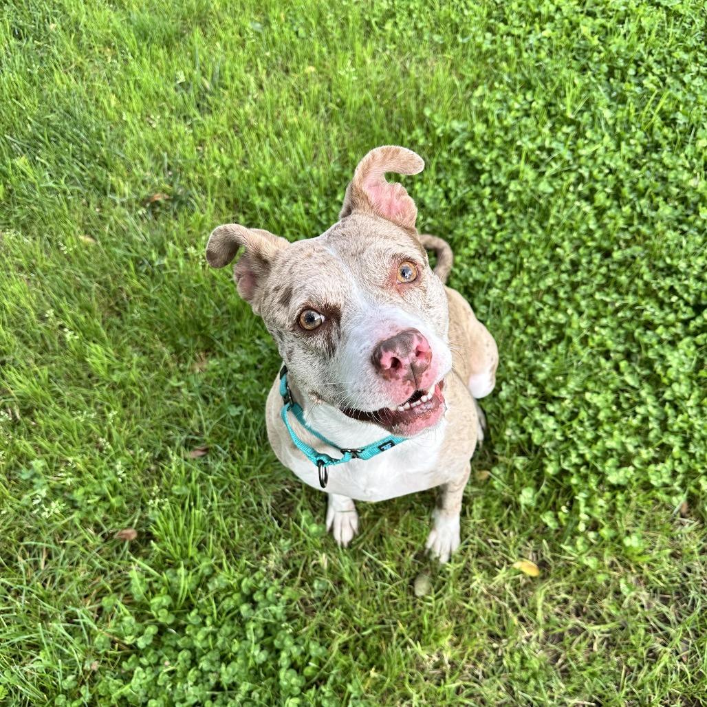Enlarge Lulu, a Adoptable Pit Bull Terrier in Fresno, CA image 2/5