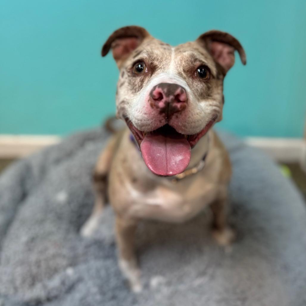 Enlarge Lulu, a Adoptable Pit Bull Terrier in Fresno, CA image 3/5