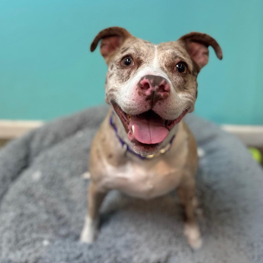 Enlarge Lulu, a Adoptable Pit Bull Terrier in Fresno, CA image 4/5