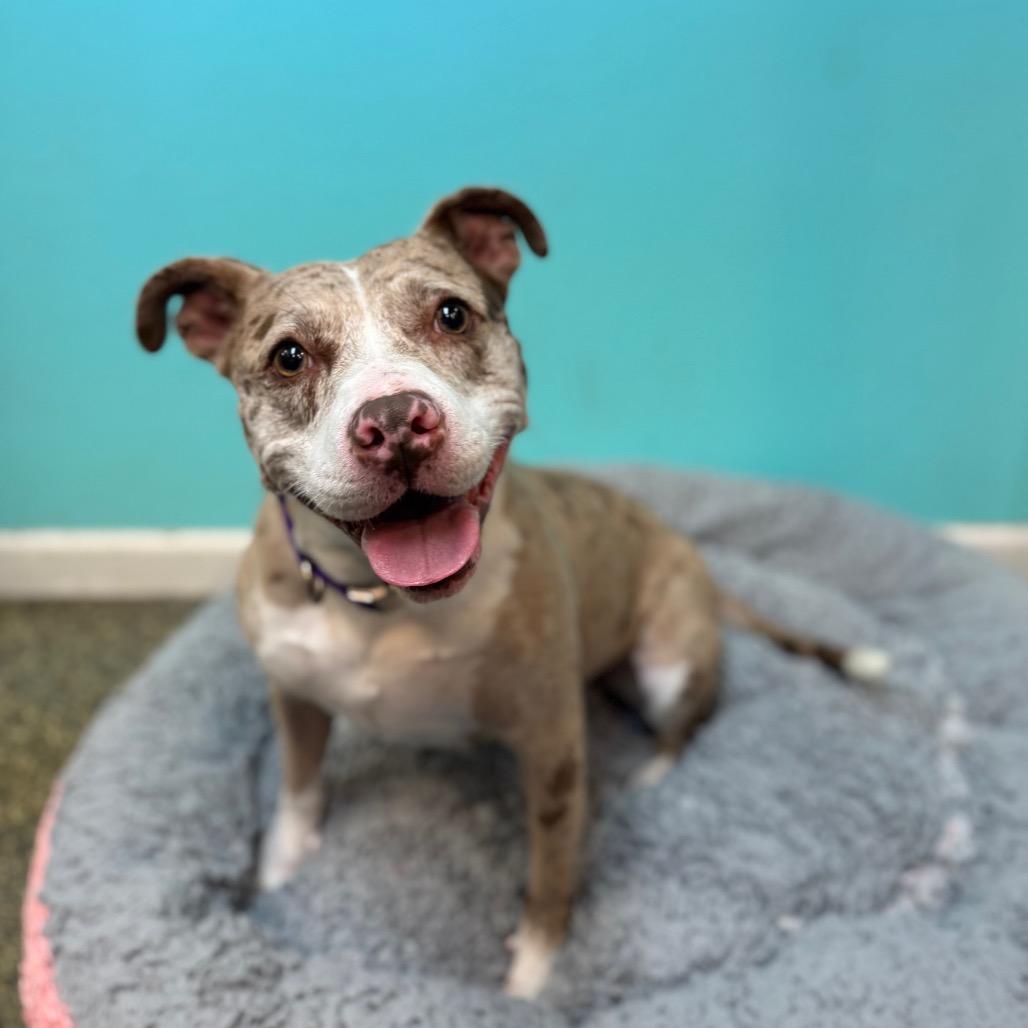 Enlarge Lulu, a Adoptable Pit Bull Terrier in Fresno, CA image 5/5