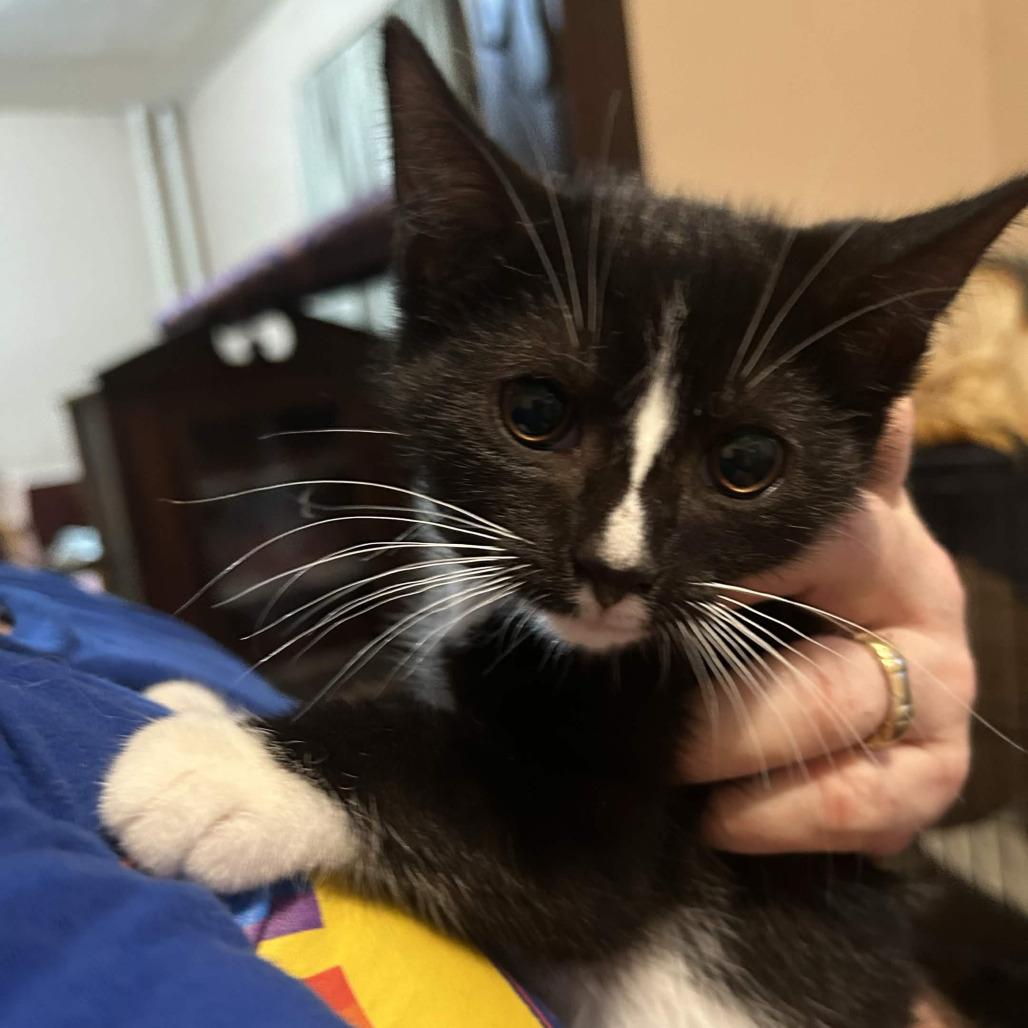 Enlarge Piccolo, a Adoptable Domestic Short Hair in Johnstown, PA image 1/1