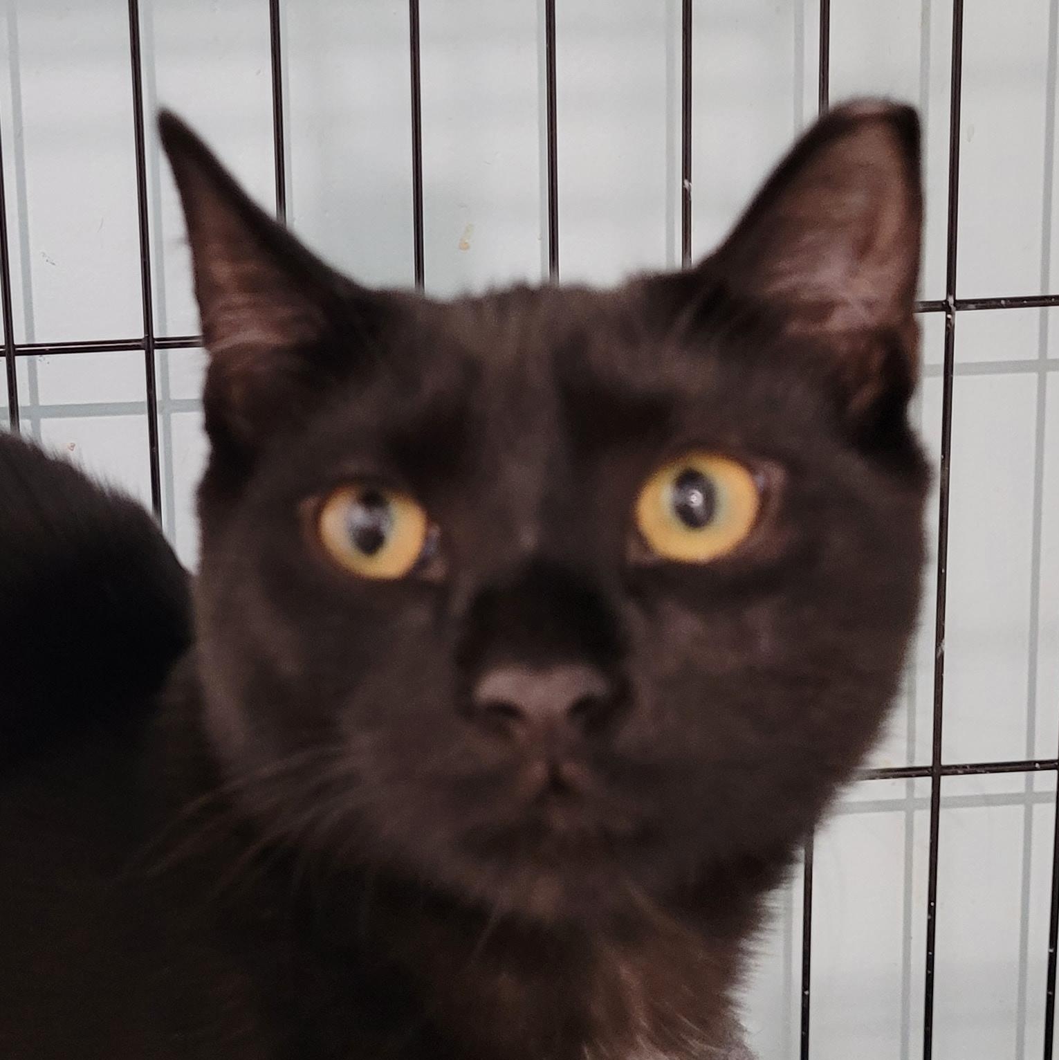 Racer, Adoptable, Kitten Male Domestic Short Hair.