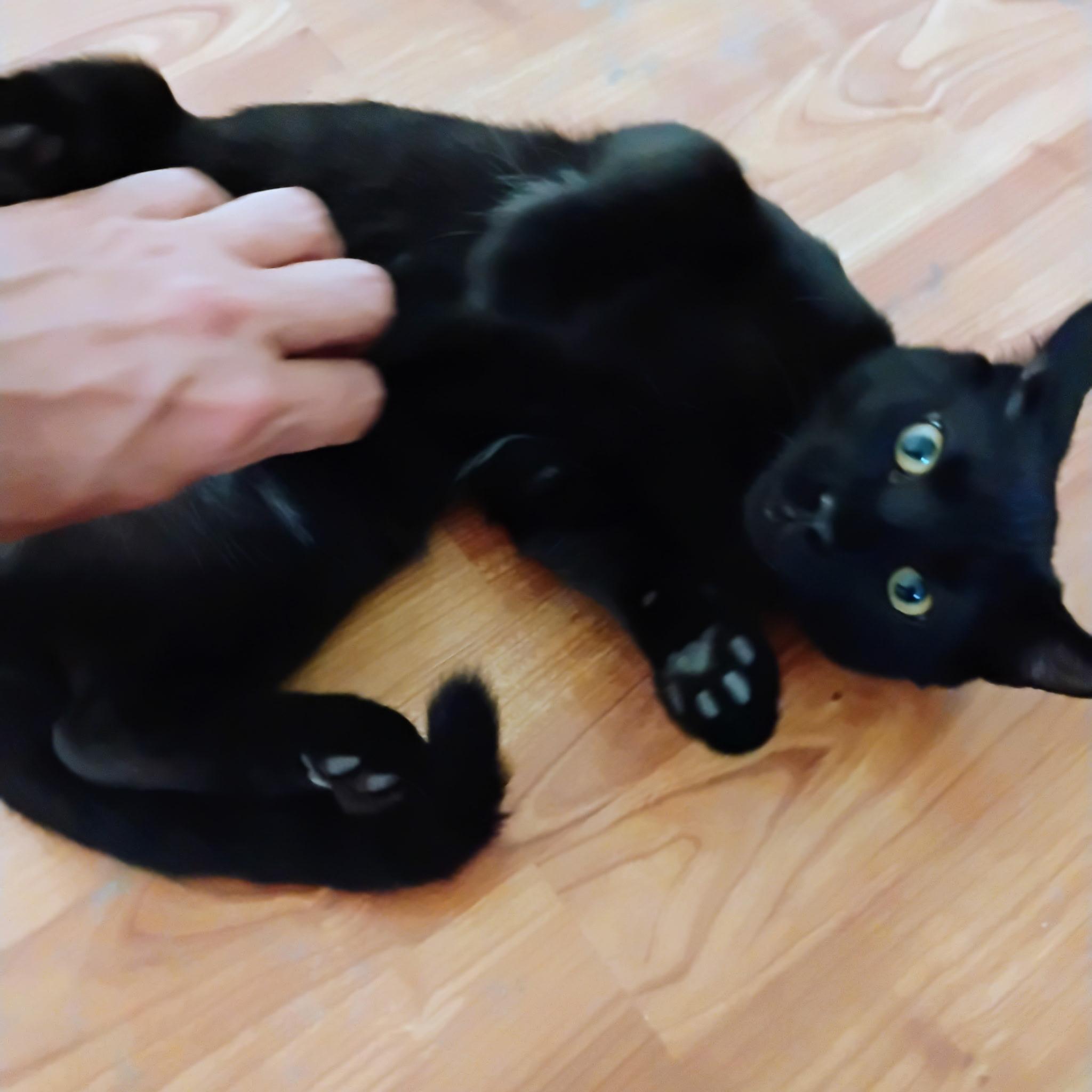 Enlarge Racer, a Adoptable Domestic Short Hair in Maple Shade, NJ image 2/4