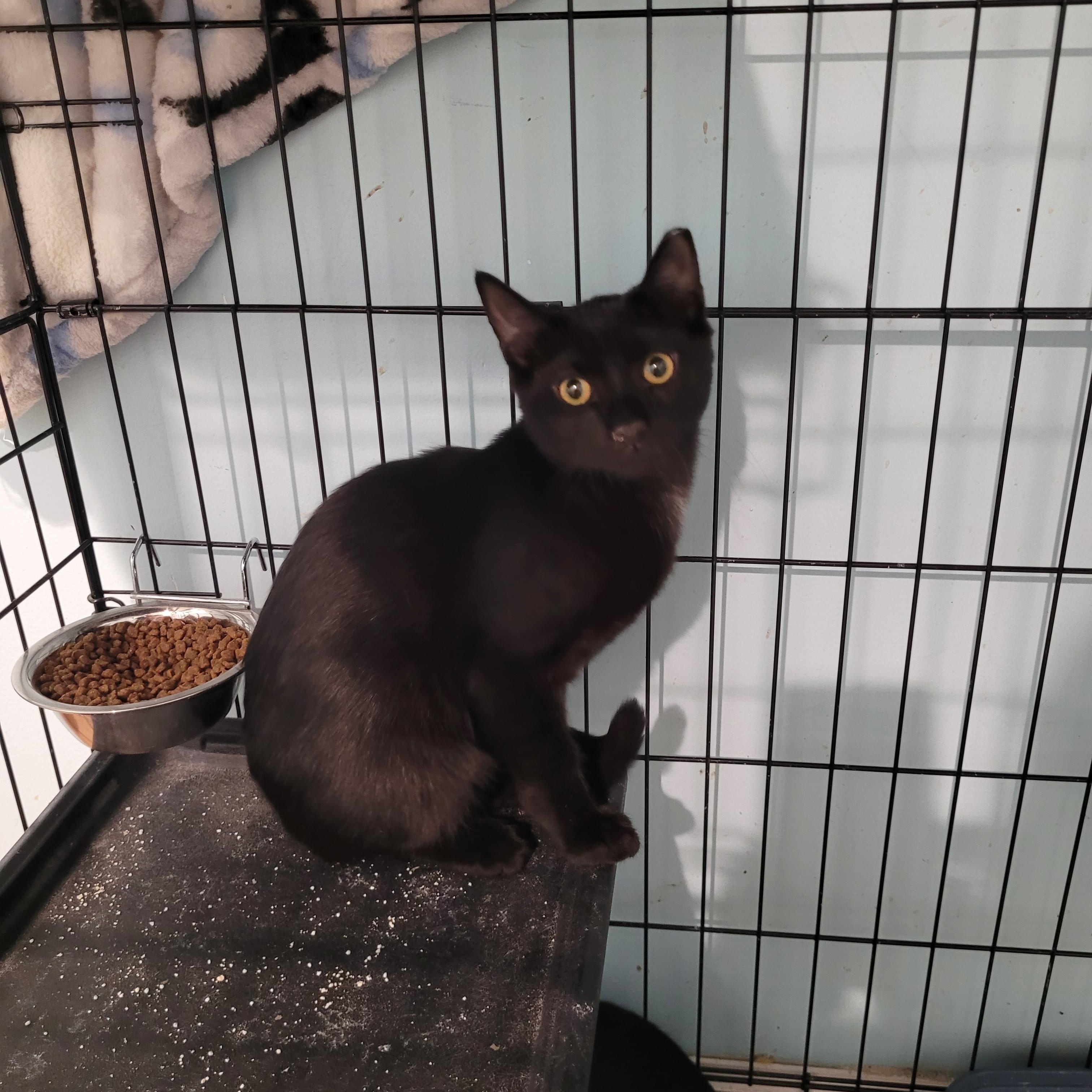 Enlarge Racer, a Adoptable Domestic Short Hair in Maple Shade, NJ image 3/4