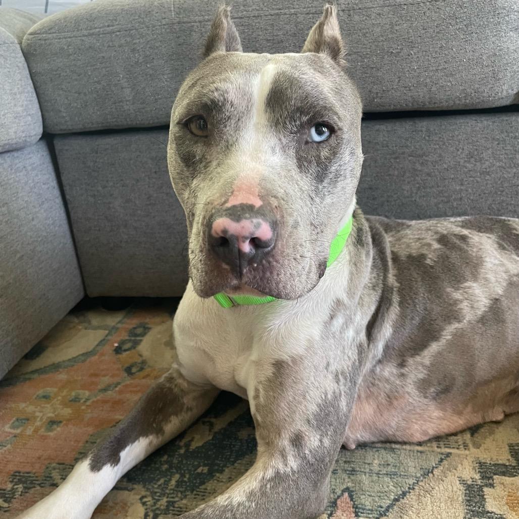 Enlarge MAXIE, a Adoptable mixed breed in Cordova, TN image 1/6