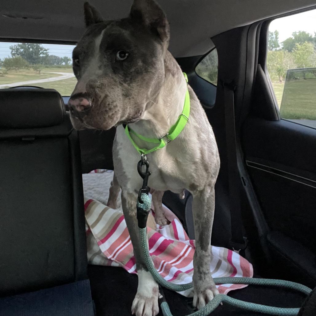 Enlarge MAXIE, a Adoptable mixed breed in Cordova, TN image 5/6