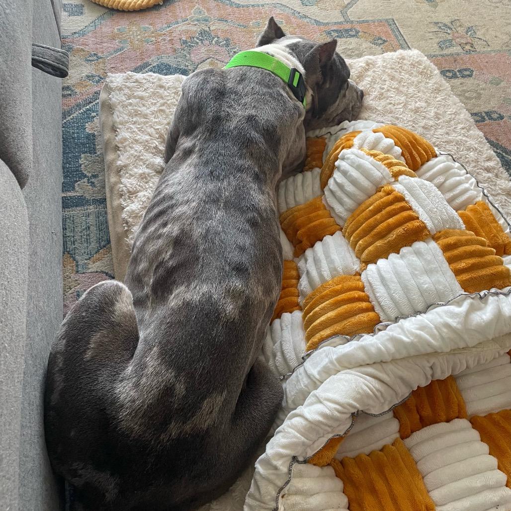 Enlarge MAXIE, a Adoptable mixed breed in Cordova, TN image 6/6