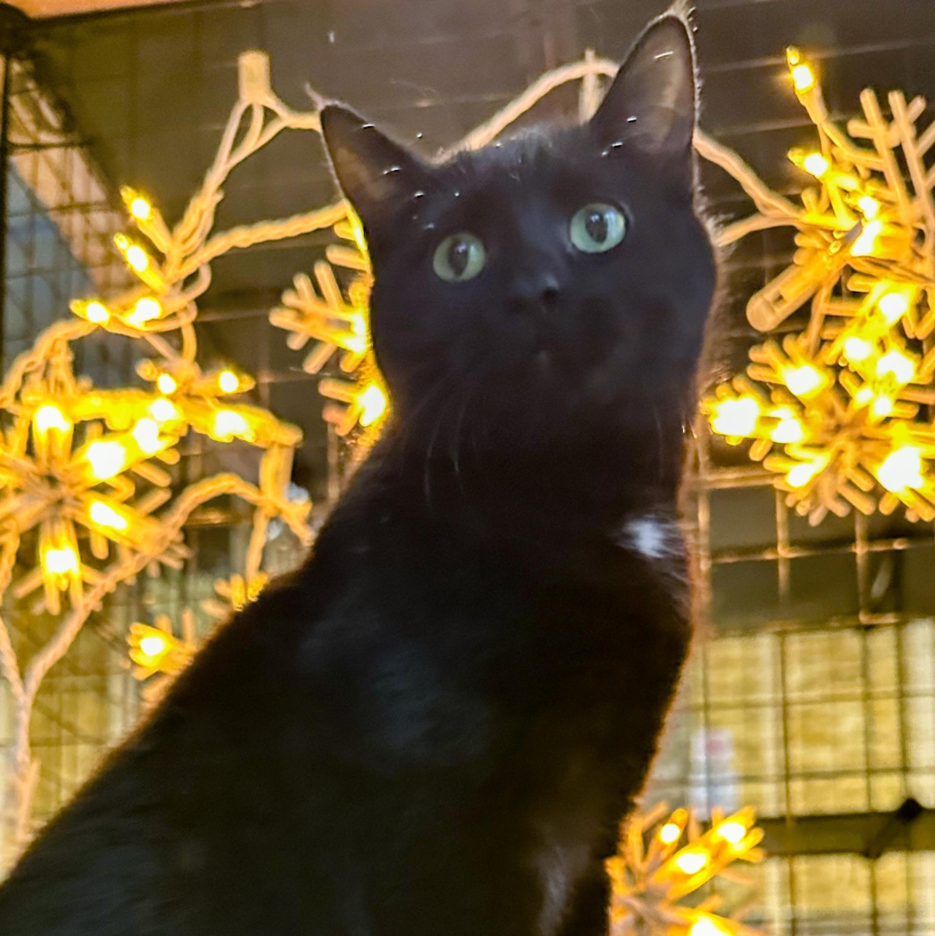 Dakota, adopted, Kitten Female Domestic Short Hair.