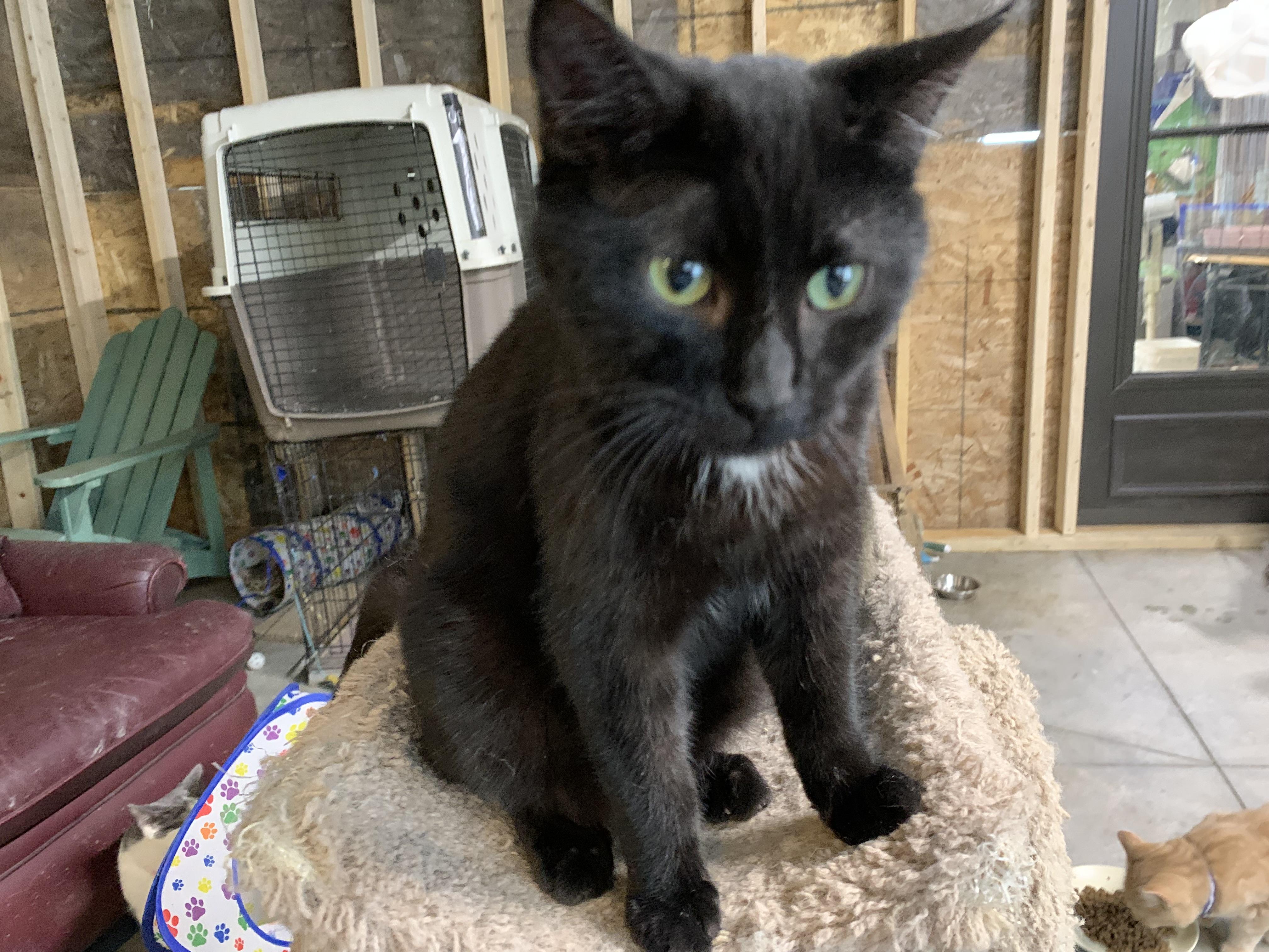 Enlarge Dakota, an adopted Domestic Short Hair in Stockholm, WI image 2/3