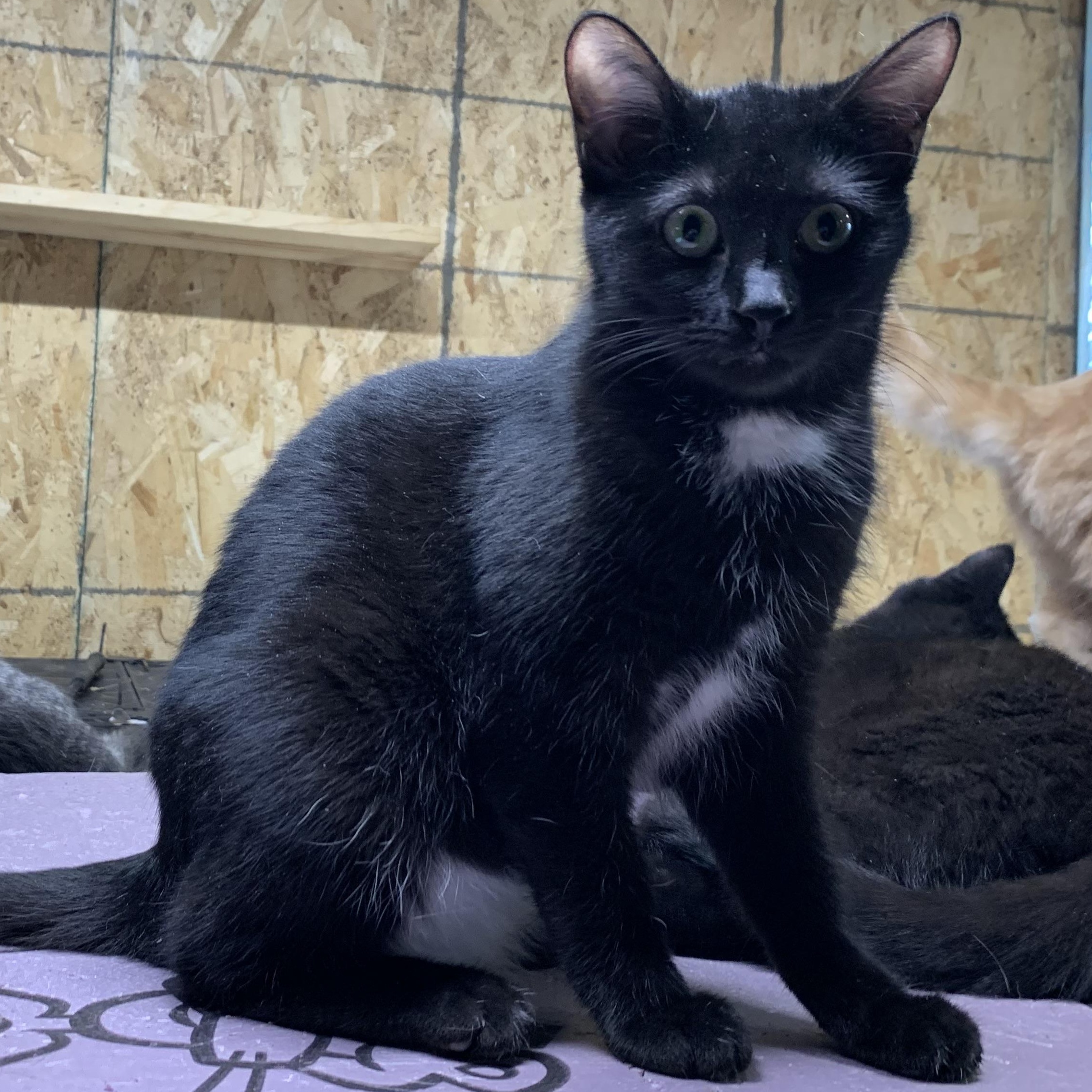 Enlarge Dakota, an adopted Domestic Short Hair in Stockholm, WI image 3/3