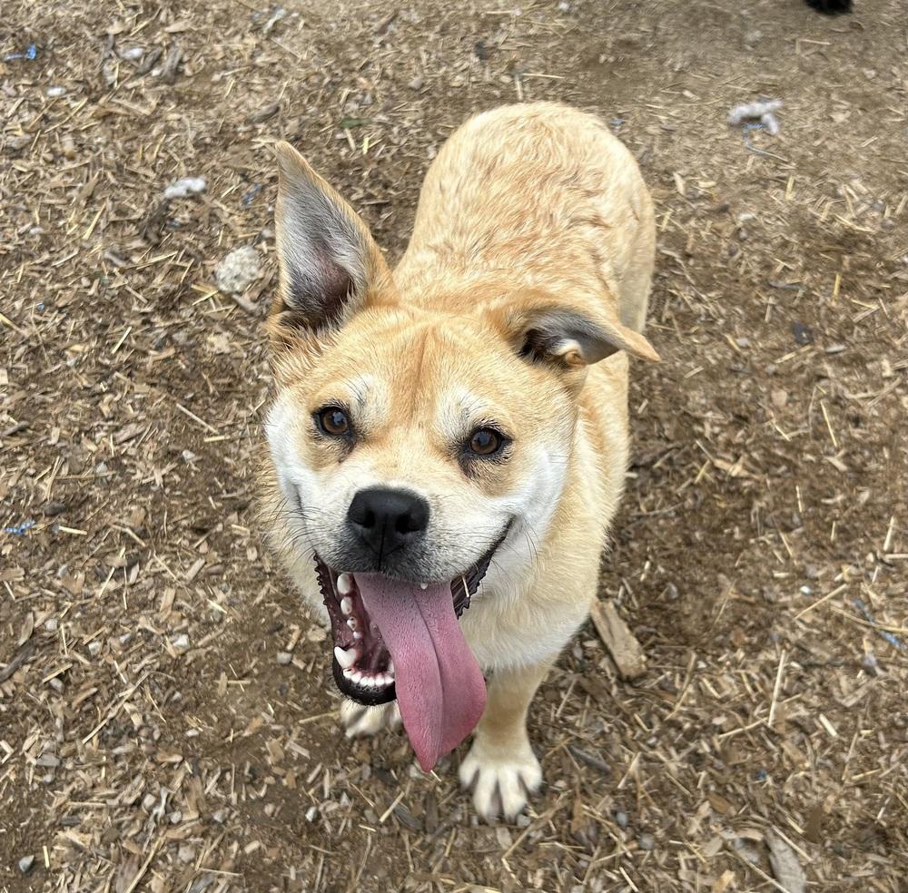 Frederick, a Adoptable mixed breed in Brownstown, IN image 1/2