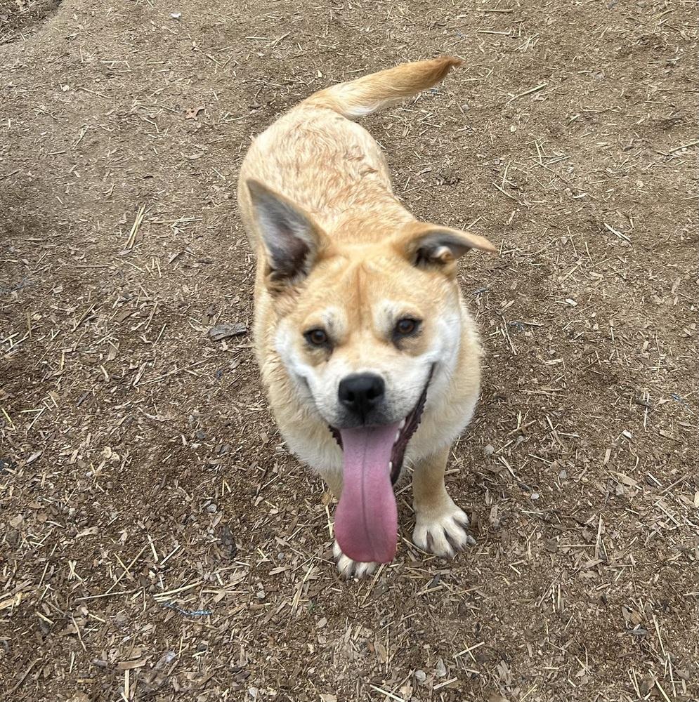 Frederick, a Adoptable mixed breed in Brownstown, IN image 2/2
